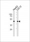SMAD3-S208 Antibody